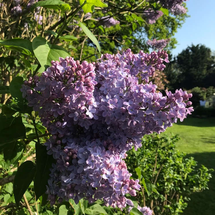 Plant image Syringa x persica