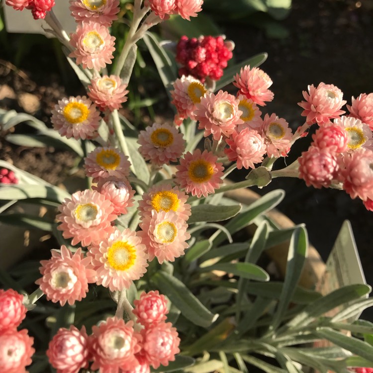 Plant image Helichrysum 'Ruby Cluster'