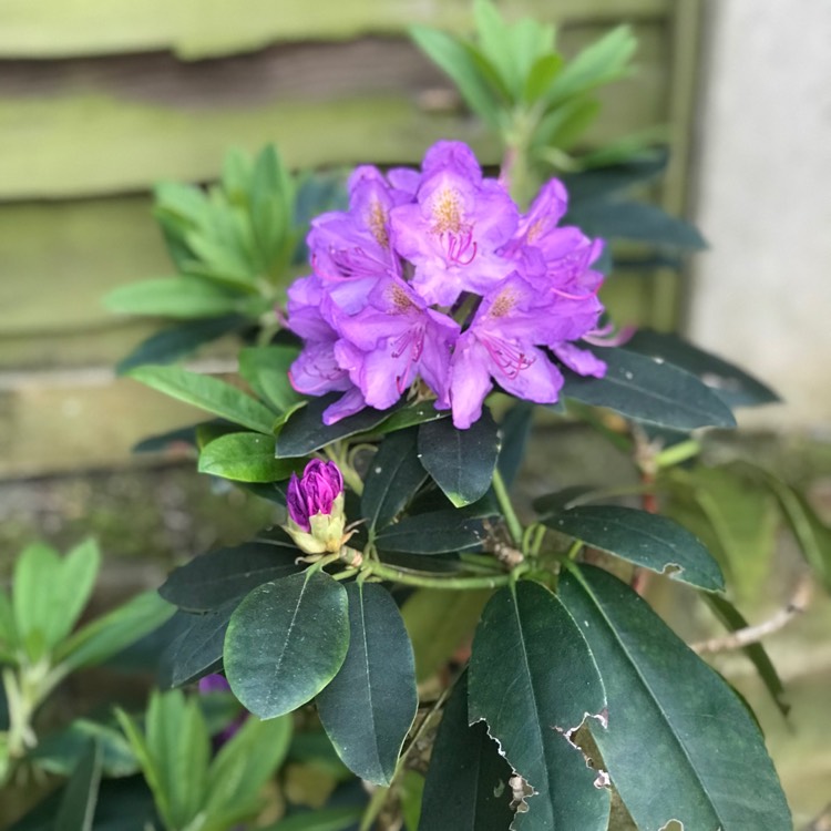 Plant image Rhododendron ponticum 'Roseum'