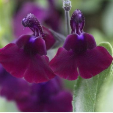 Salvia x jamensis 'Nachtvlinder'