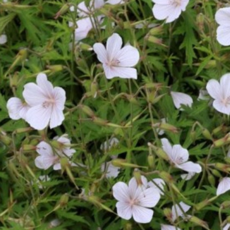 Plant image Geranium clarkei 'Kashmir White'