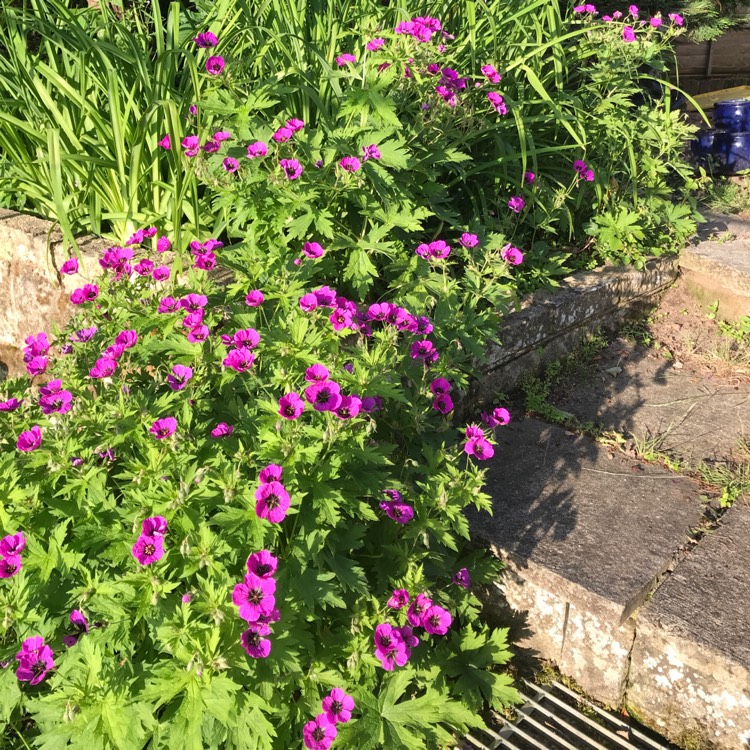 Plant image Geranium subcaulescens 'Giuseppii'