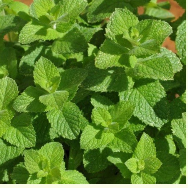 Plant image Mentha suaveolens