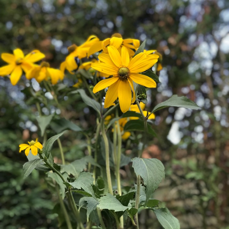 Plant image Rudbeckia laciniata 'Herbstsonne' (Autumn Sun)