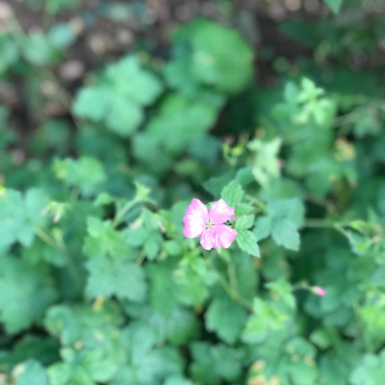 Plant image Geranium 'Dusky Rose'