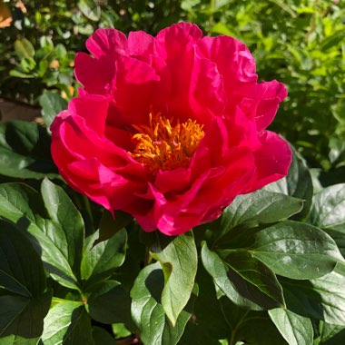 Peony 'Paula Fay' (Herbaceous)