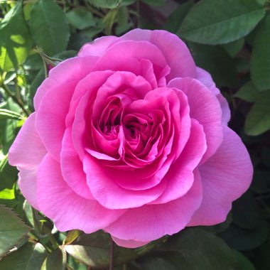 Rose 'Gertrude Jekyll' (Shrub)