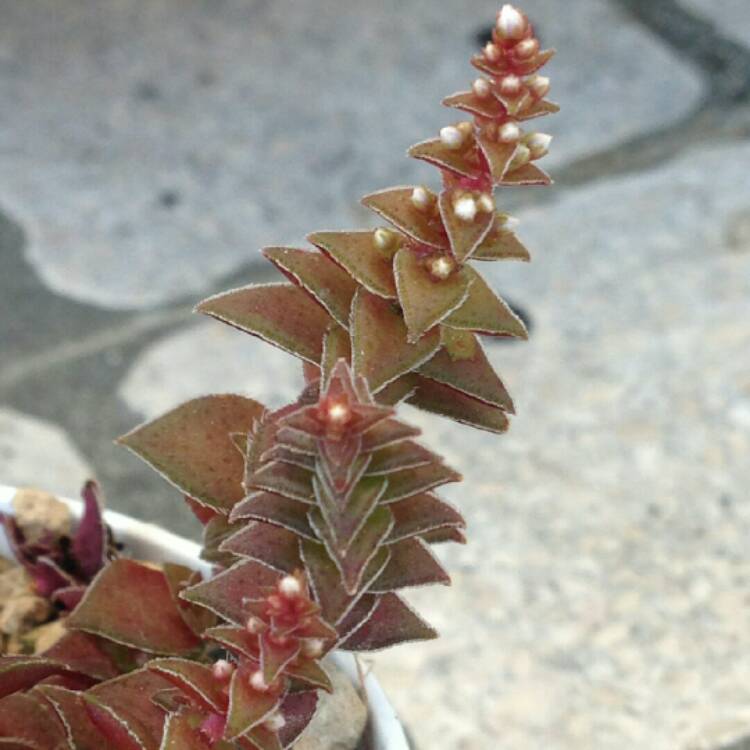 Plant image Crassula Capitella ssp. Thyrsiflora