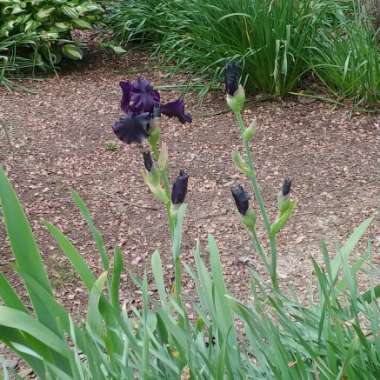 Bearded Iris 'Black Dragon' (Tall)