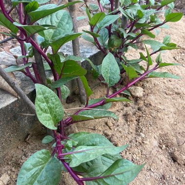 Malabar Spinach