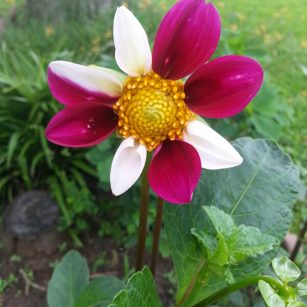 Plant image Dahlia 'Twyning's Smartie'