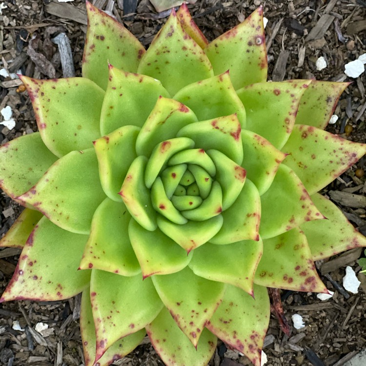 Plant image Echeveria Agavoides 'Lipstick'