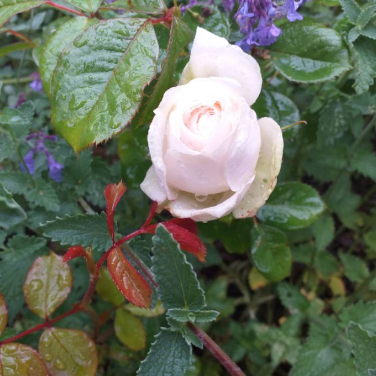 Plant image Rosa 'Princess Of Wales Hardinkum'