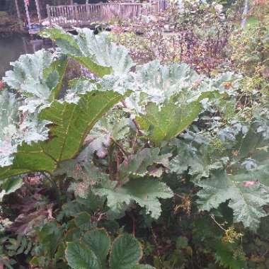 Gunnera manicata