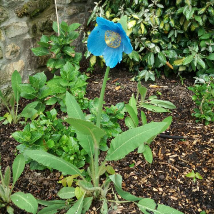 Plant image Meconopsis