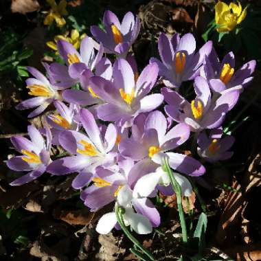 Crocus