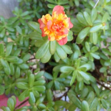 Moss Rose