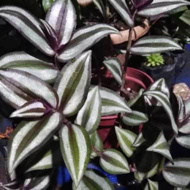 Silver Inch Plant