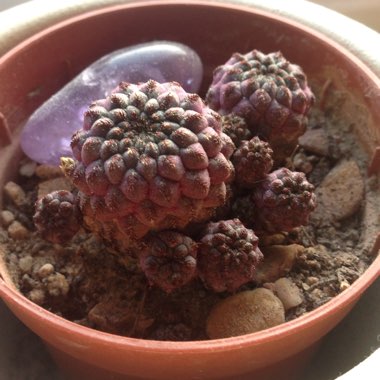 Rebutia canigueralii syn. Sulcorebutia tarabucoensis