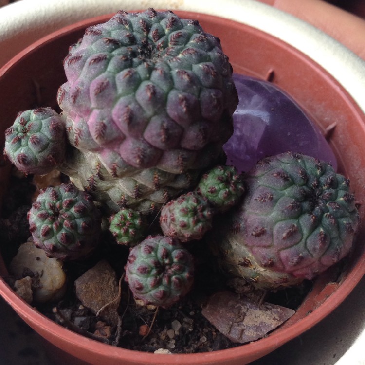 Plant image Rebutia canigueralii syn. Sulcorebutia tarabucoensis