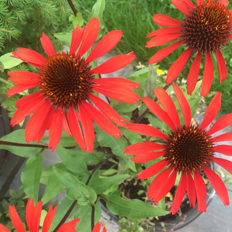 Plant image Echinacea 'Apecssior' (Sunseekers Series) syn. Echinacea 'Sunseekers Orange'