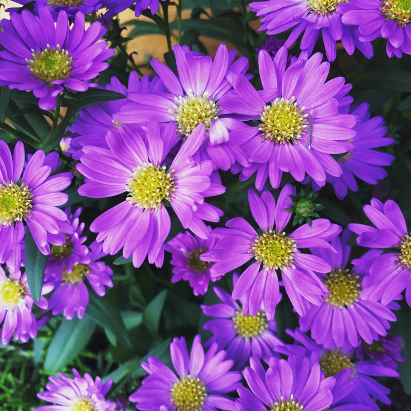 Plant image Aster novi-belgii 'Eventide'