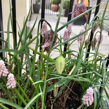 Muscari 'Pink Sunrise'