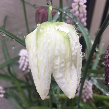 Fritillaria meleagris var. unicolor subvar. alba syn. Fritillaria meleagris 'Alba'