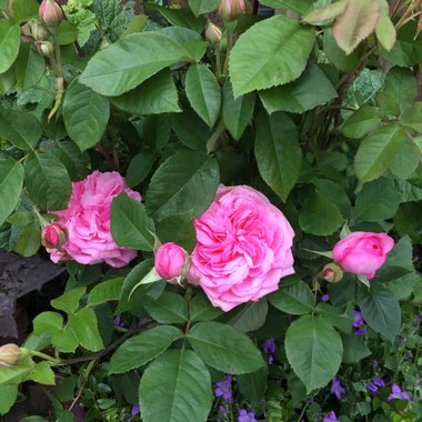 Rosa 'Ausbord' syn. Rosa 'Gertrude Jekyll'