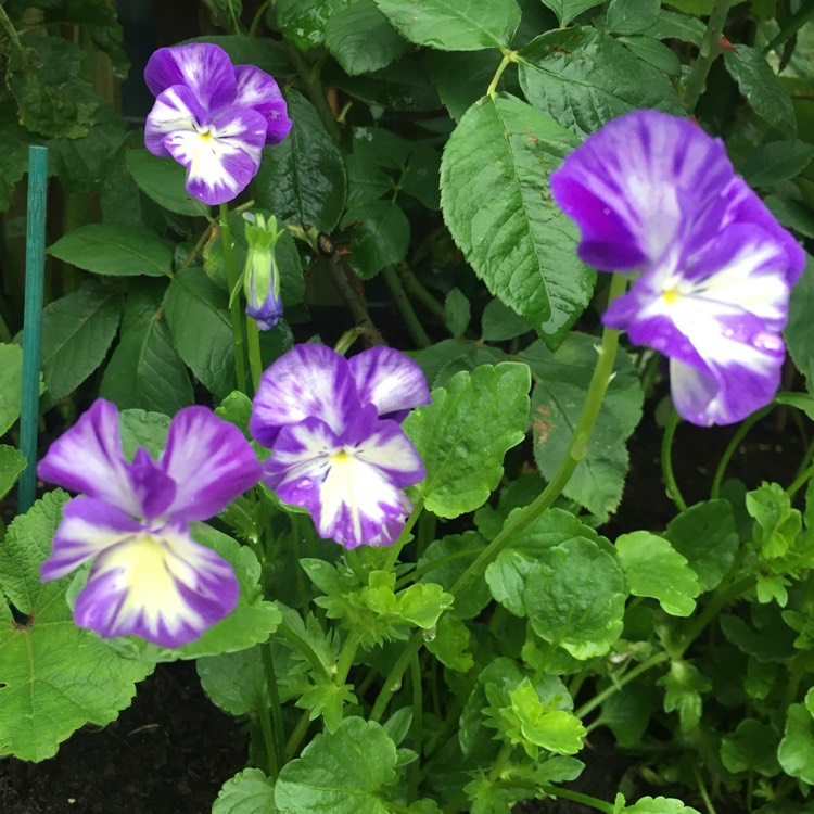 Plant image Viola 'Rebecca'