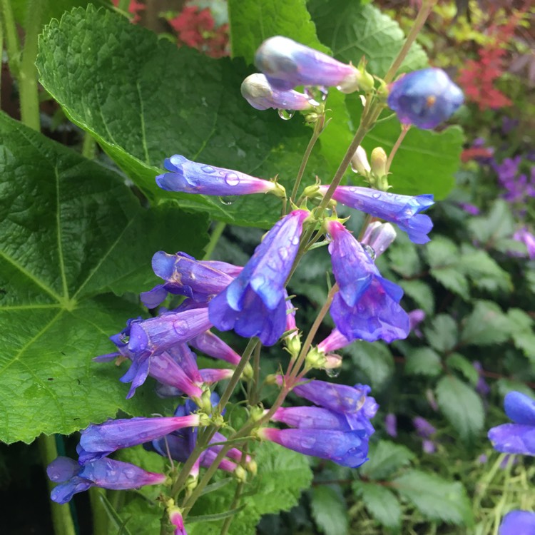 Plant image Penstemon 'Electric Blue'