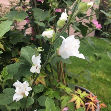 Lavatera x clementii 'Barnsley Baby'