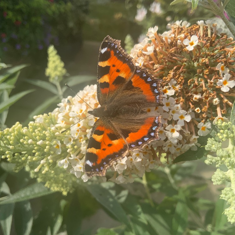 Plant image Buddleja davidii 'Tobudivory' (Buzz Series) syn. Buddleja davidii 'Buzz Ivory'