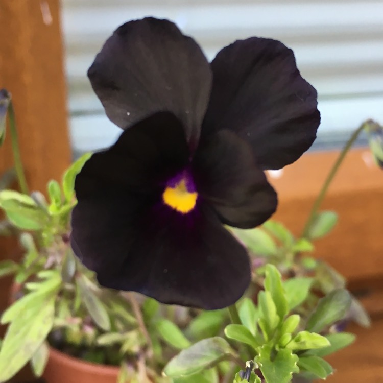 Plant image Viola cornuta 'Molly Sanderson'