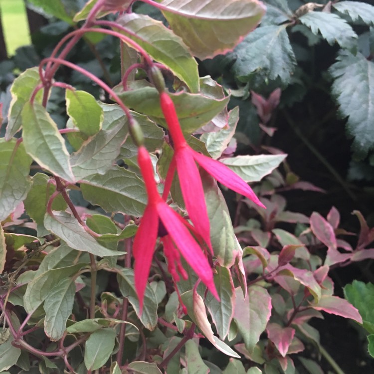 Plant image Fuchsia magellanica 'Versicolor'