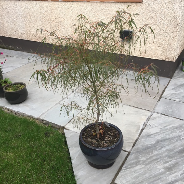 Plant image Acer Palmatum 'Koto No Ito'