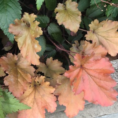 Heuchera 'Peach Crisp'