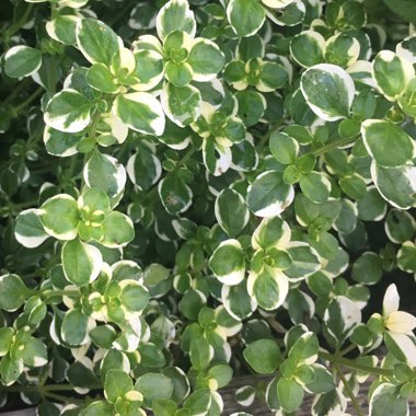 Thymus pulegioides 'Foxley'