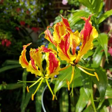 Flame Lily