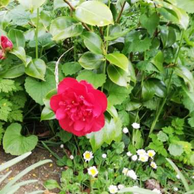 Camellia japonica 'Lady Campbell'