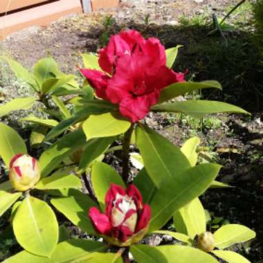 Rhododendron  (Rhododendron Varieties)