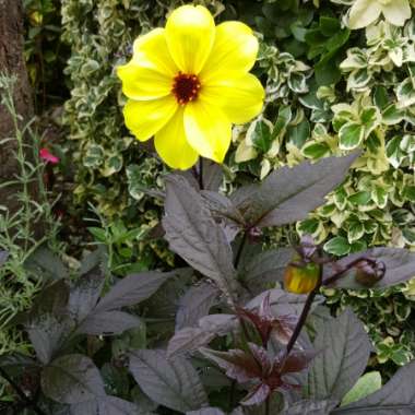 Dahlia 'Knockout' syn. Dahlia 'Mystic Illusion', Dahlia 'Mystic Sun', Dahlia 'Mystic Knockout', Dahlia 'Mystic Ladies Knockout'