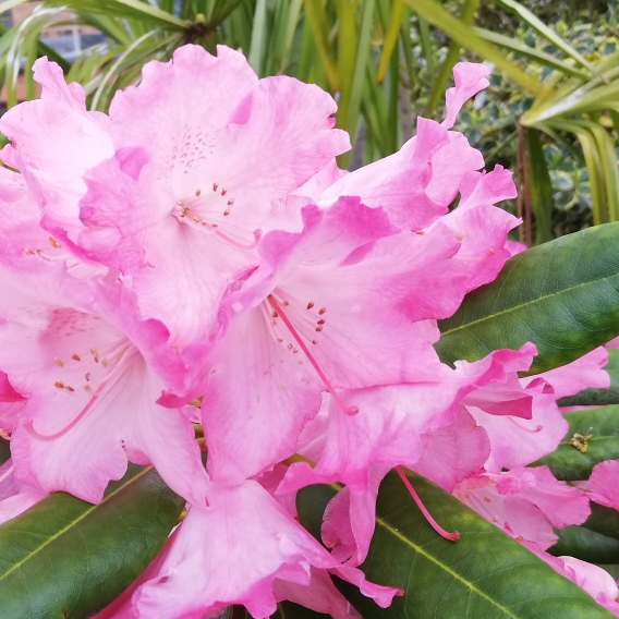 Plant image Rhododendron 'Cheer'