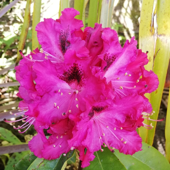 Plant image Rhododendron 'Cheer'