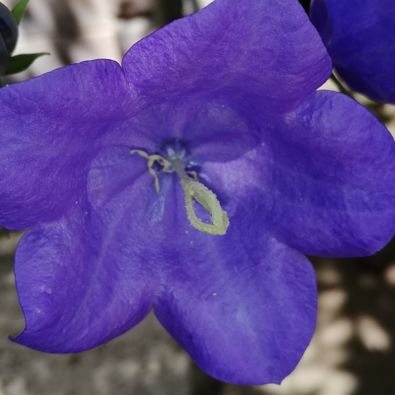 Plant image Campanula persicifolia 'Blue Bell'