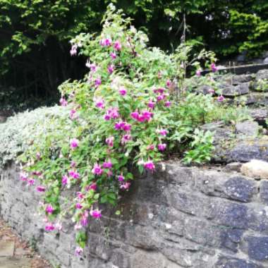 Fuchsia (Half Hardy)