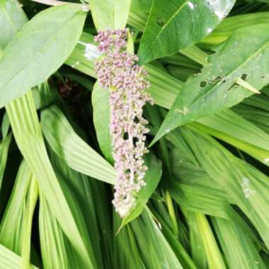 Buddleja davidii 'Black Knight'