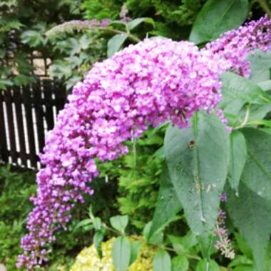 Buddleja davidii 'Black Knight'