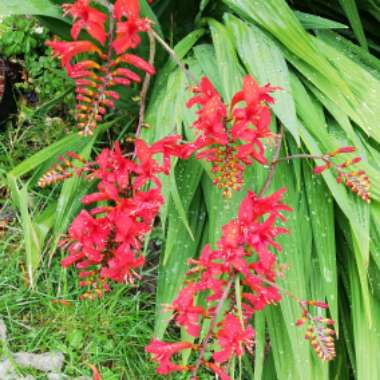 Crocosmia