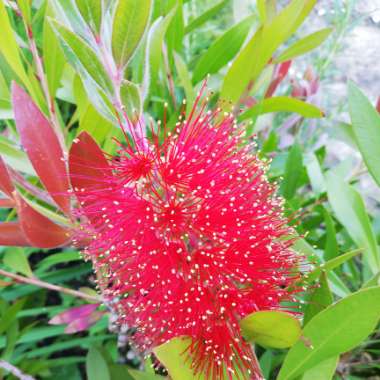 Callistemon